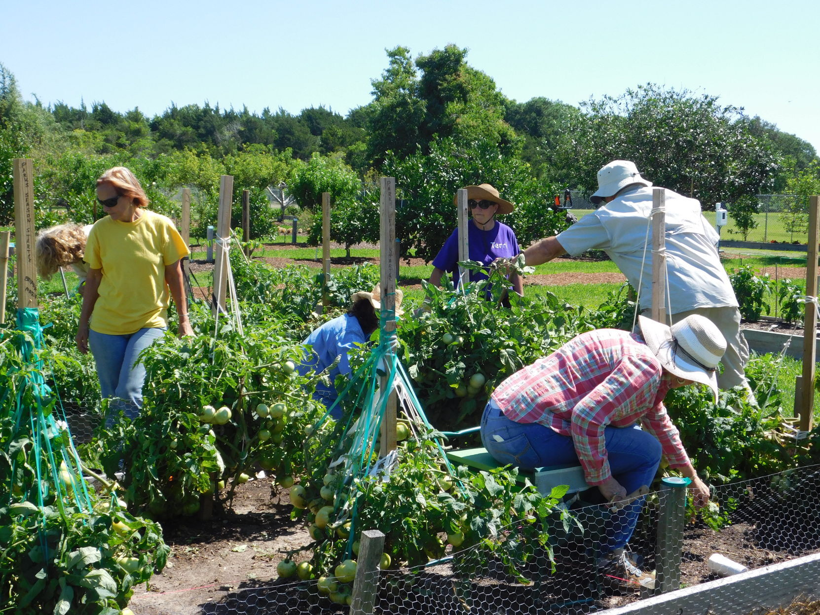 Growing tomatoes